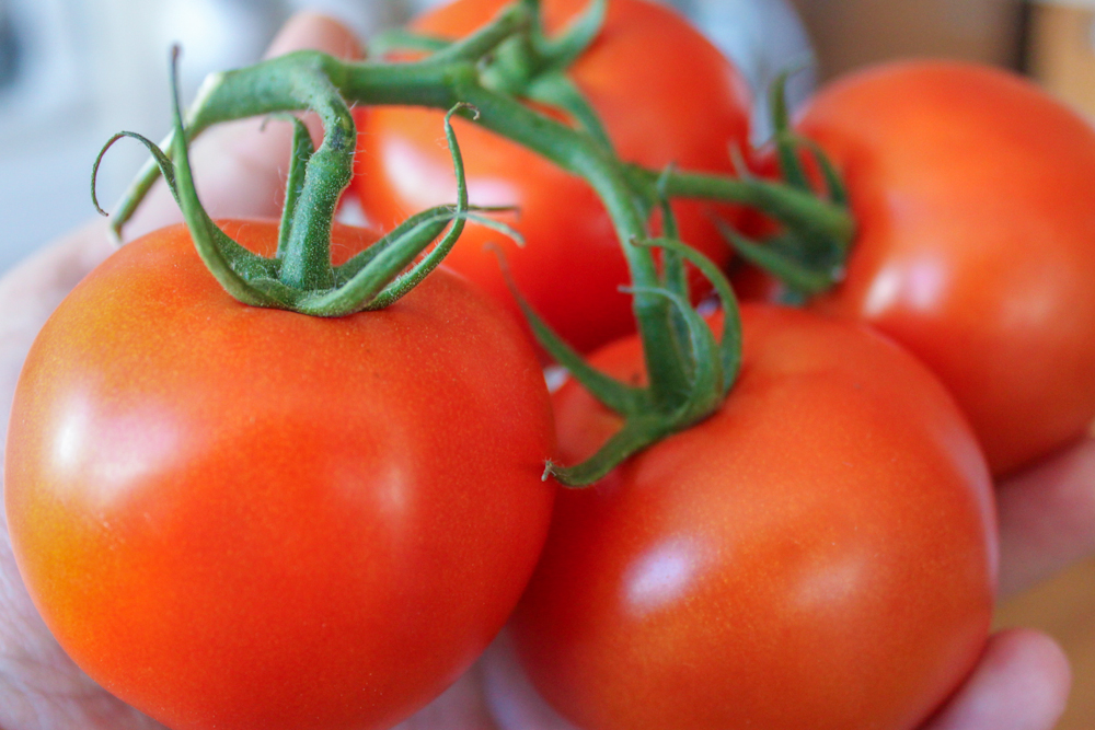 Tomate fresca